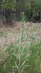 Oenothera longissima