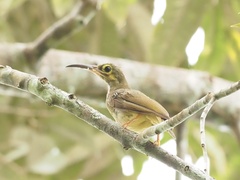 Arachnothera flavigaster
