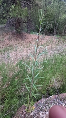 Oenothera longissima