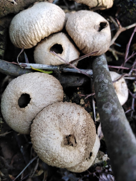 Lycoperdon perlatum · July 2020 · photo: © dinorath (iNaturalist, cc-by)