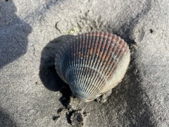 Clinocardium nuttallii