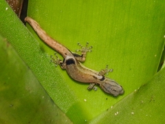 Sphaerodactylus millepunctatus