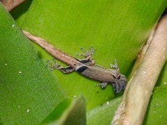Sphaerodactylus millepunctatus