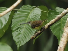 Arachnothera longirostra