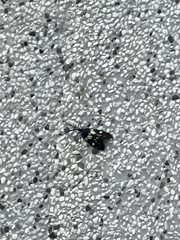 Eterusia aedea formosana