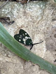 Eterusia aedea formosana