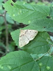 Zanclognatha laevigata