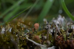 Cladonia botrytes