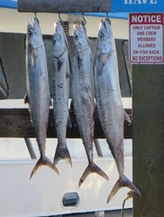 Scomberomorus cavalla