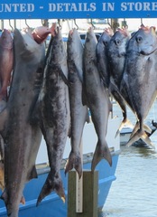 Rachycentron canadum