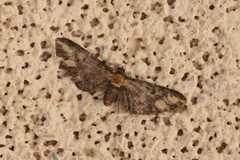 Eupithecia flavigutta