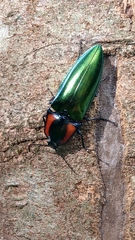 Campsosternus watanabei