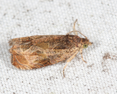 Olethreutes olivaceana