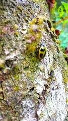 Aegithus quadrinotatus