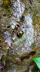 Aegithus quadrinotatus