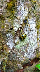 Aegithus quadrinotatus