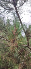 Pinus brutia pityusa
