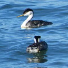 Aechmophorus occidentalis