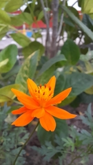 Cosmos sulphureus