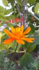 Cosmos sulphureus