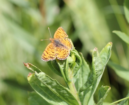 iNaturalist observation photo of Mylitta Crescent