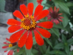 Zinnia elegans