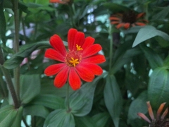 Zinnia elegans