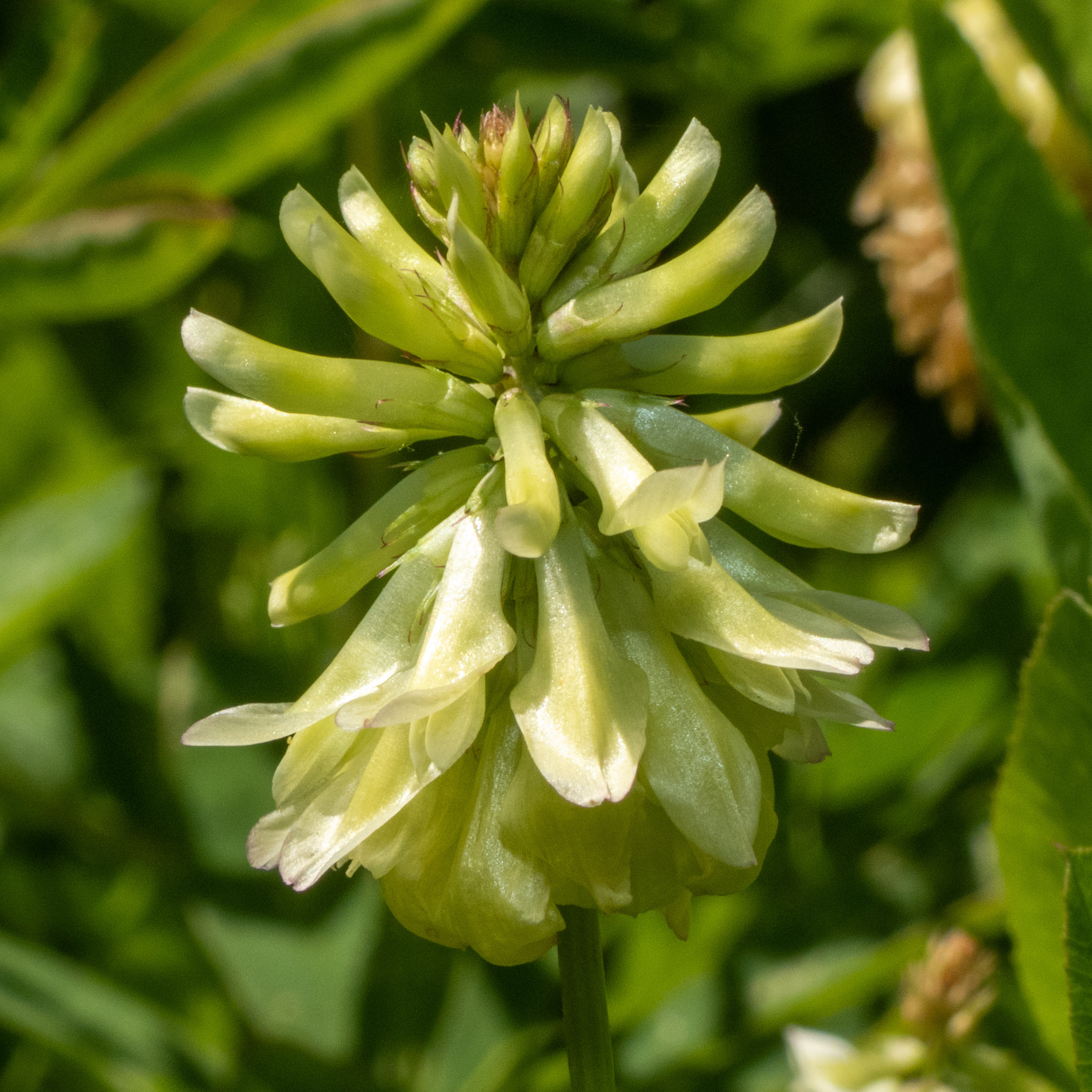Trifolium howellii