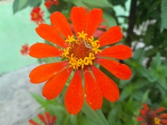 Zinnia elegans