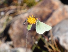 Colias behrii