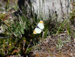 Anthocharis julia stella