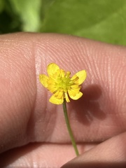 Ranunculus populago