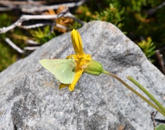 Colias behrii