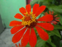 Zinnia elegans