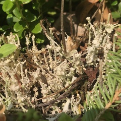 Cladonia ecmocyna intermedia