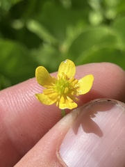 Ranunculus populago