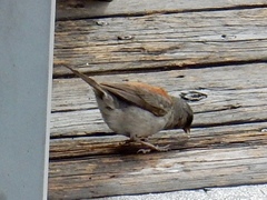 Junco hyemalis dorsalis
