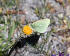 Colias behrii
