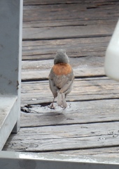 Junco hyemalis dorsalis
