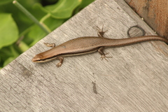 Marisora syntoma