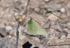 Colias behrii