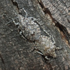 Brochymena parva