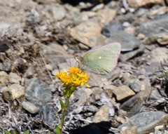 Colias behrii