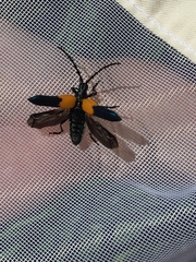 Desmocerus palliatus