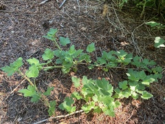 Ribes binominatum