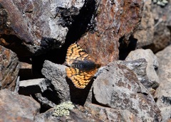 Chlosyne whitneyi