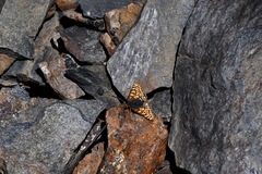 Chlosyne whitneyi