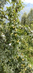 Pyrus pashia