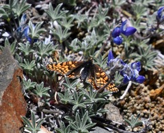 Chlosyne whitneyi