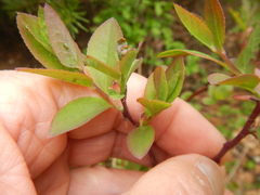 Vaccinium alaskaense